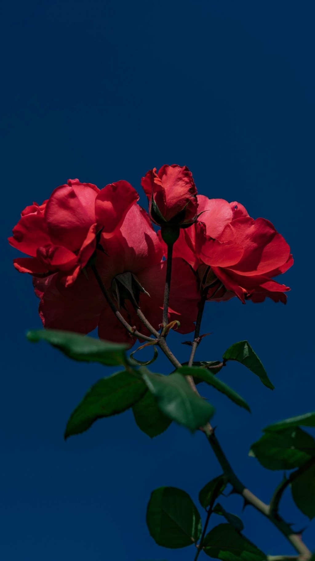 玫瑰花浪漫唯美鲜花图片