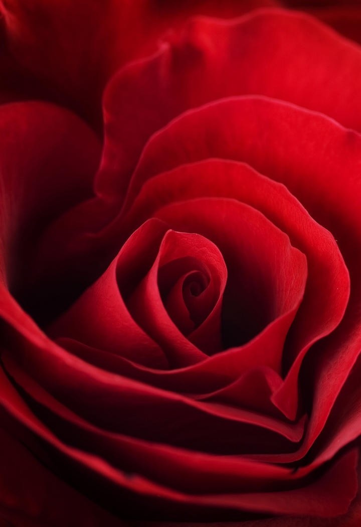 美艳而富有魅力的玫瑰花图片