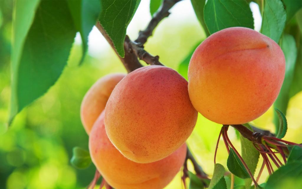 桃树上成熟多汁饱满桃子高清桌面壁纸