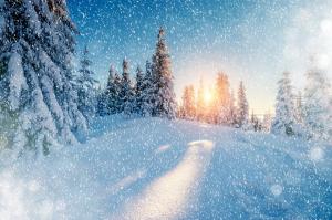 云杉,自然,雪花,雪,冬季风景图片