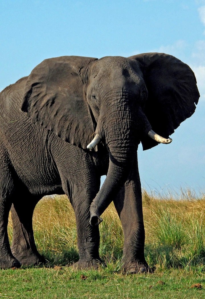草原上的高清大象图片