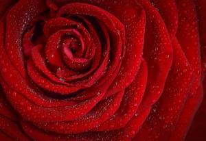 红色玫瑰花瓣高清图片