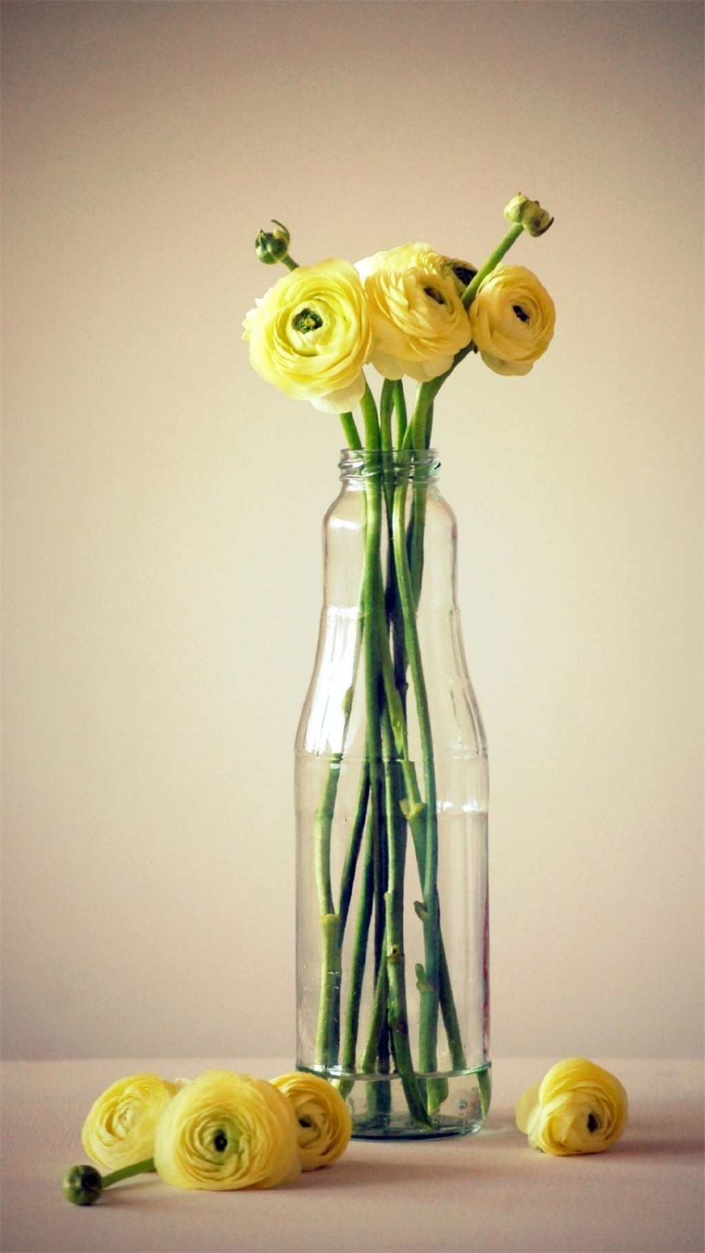 花瓶中的花卉静物摄影图片手机壁纸