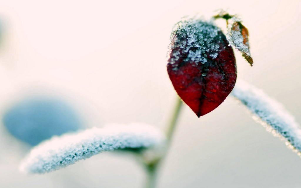 霜降之结霜的植物