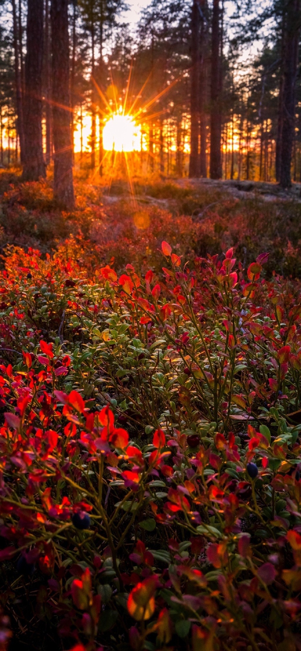 最美秋天自然风景手机壁纸