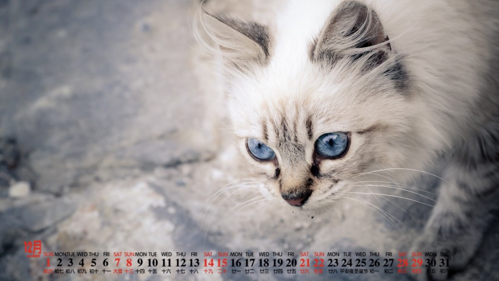 2019年12月可爱温顺的白色猫咪日历壁纸