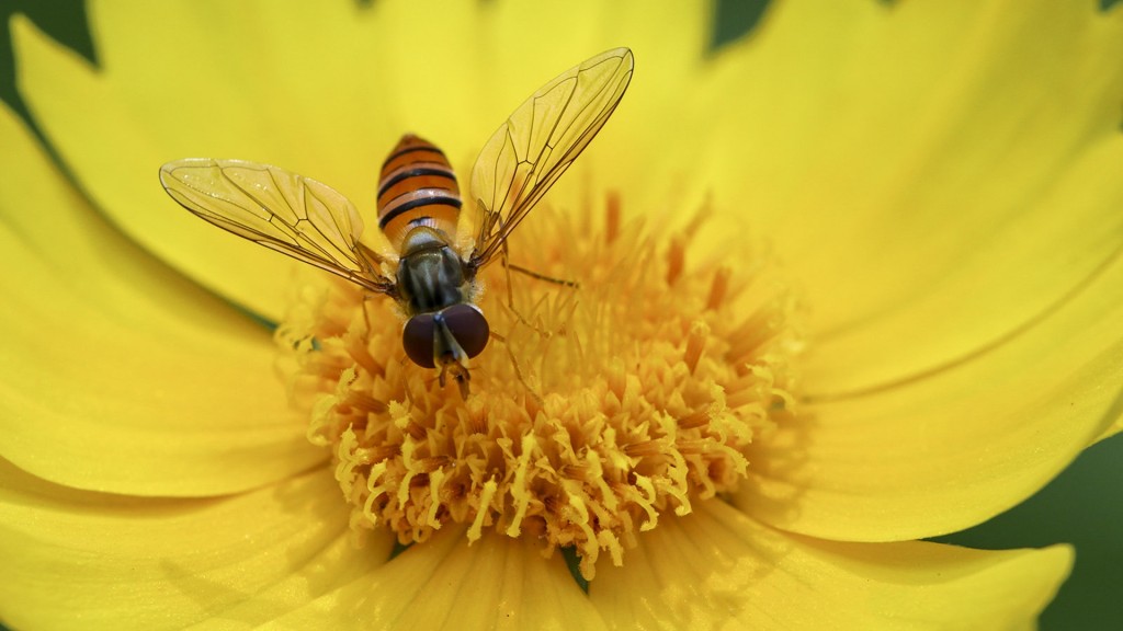 夏日花间蜜蜂唯美壁纸图片