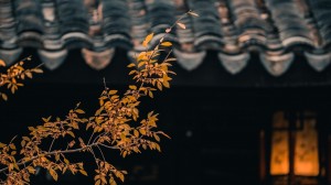 苏州园林拙政园秋季唯美风景