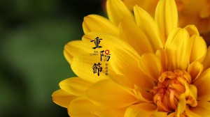 重阳佳节赏菊的鲜艳背景图