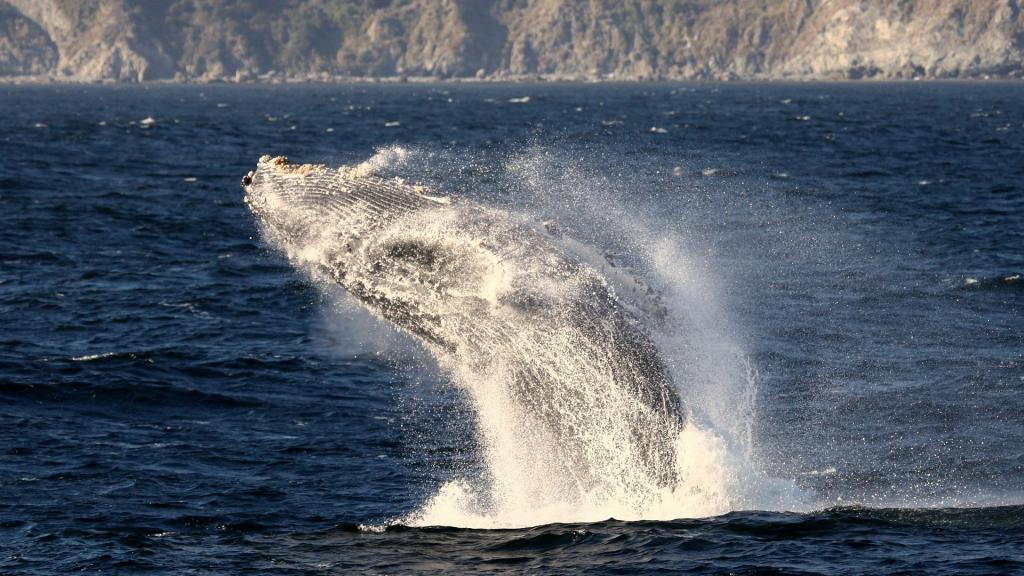 座头鲸壮观鲸鱼跳跃图片大全