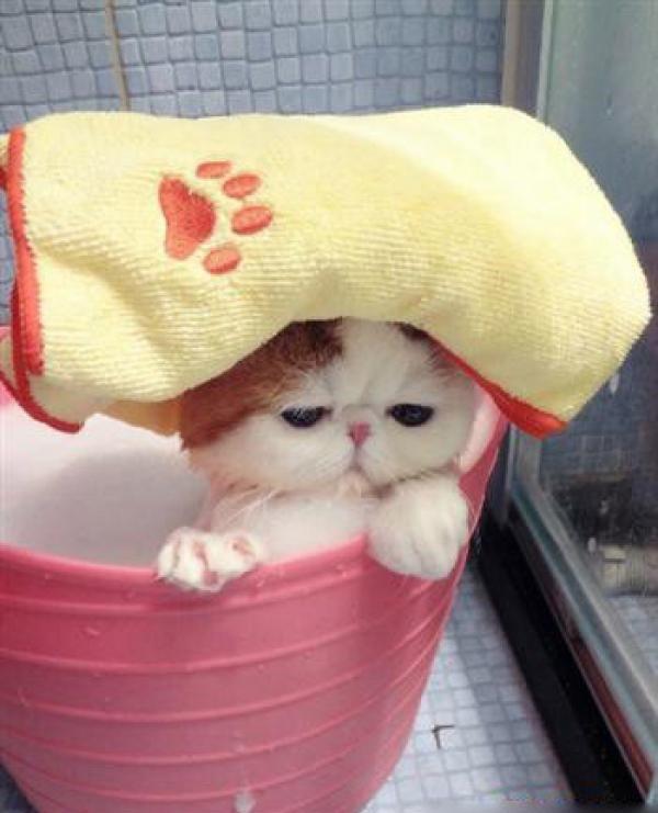 萌萌的加菲猫可爱图片