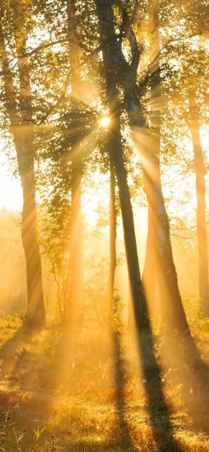 清晨树林里的第一缕阳光