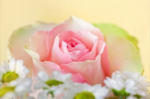 粉红色玫瑰花的特写图片