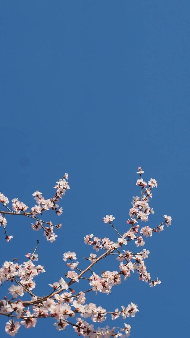 春天唯美粉色桃花手机壁纸