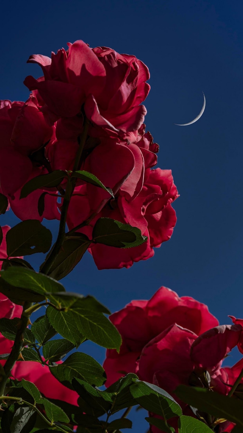 玫瑰花浪漫唯美鲜花图片