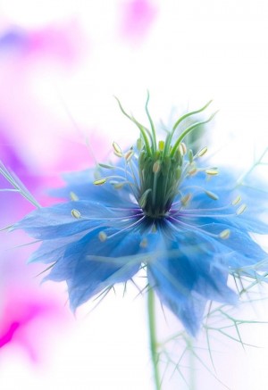 蓝色漂亮的唯美鲜花图片
