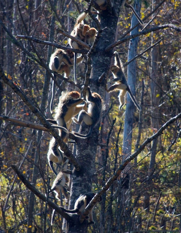 金丝猴生活照图片
