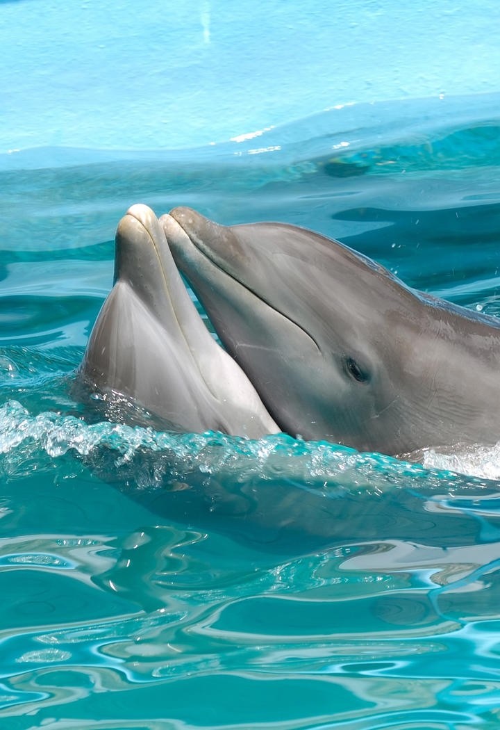 高清海豚动物图片