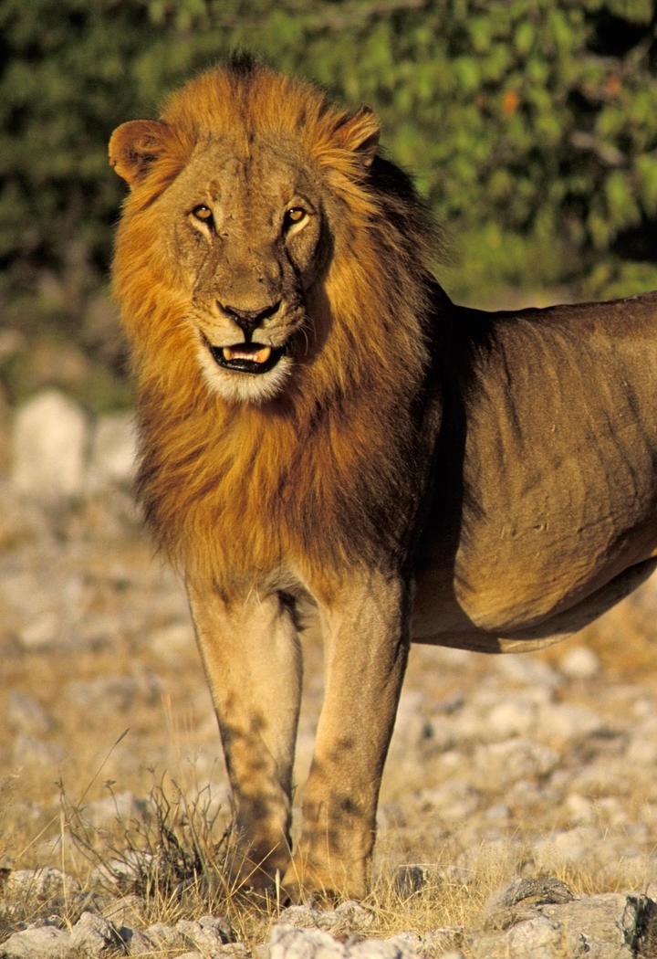 高清狮子脸部特写动物摄影图片
