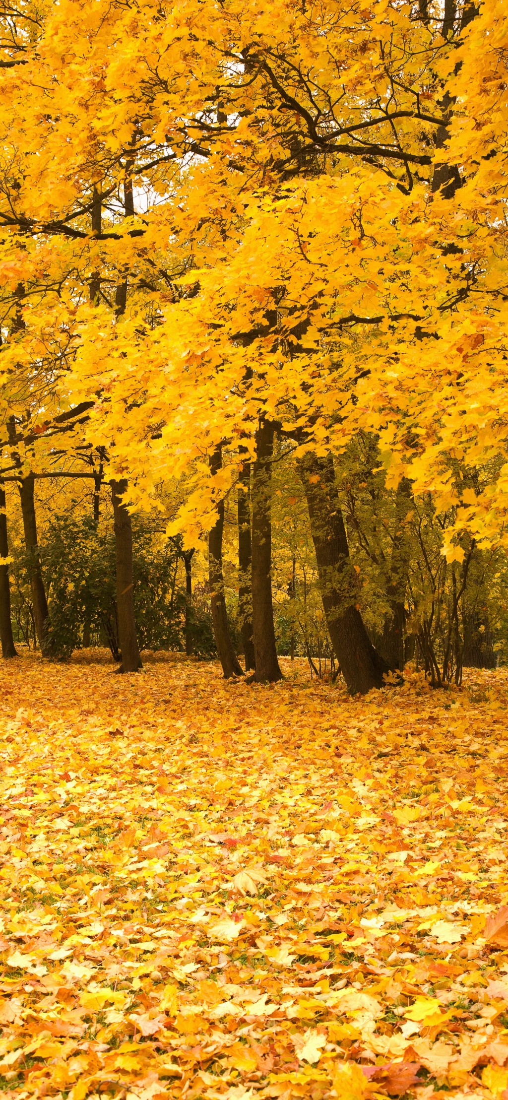秋天黄色树叶风景手机壁纸
