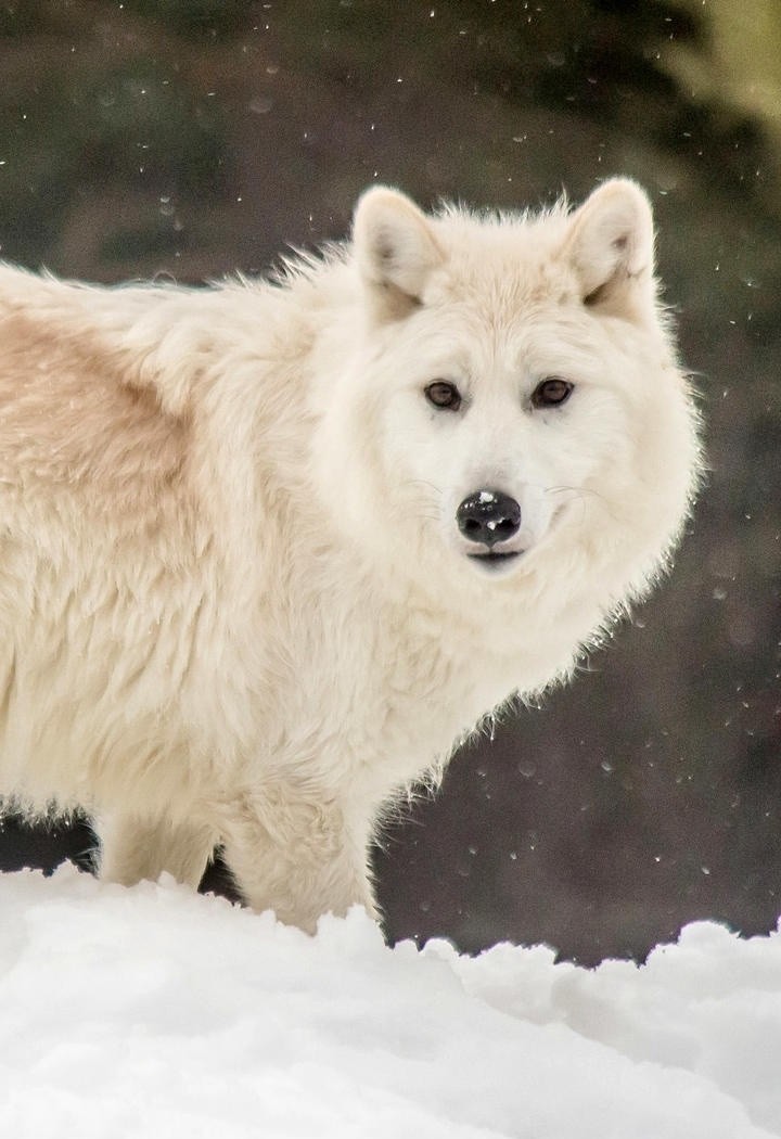 雪中的野狼动物摄影图片