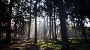 荷兰秋天的太阳穿过美丽的树林风景壁纸