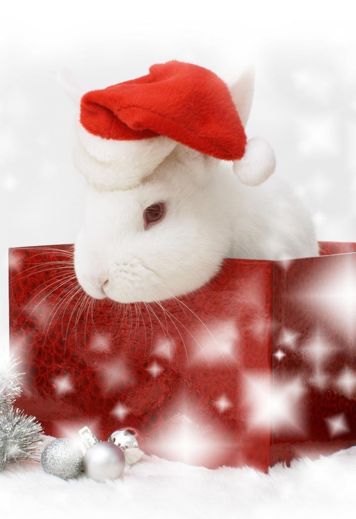 过圣诞节的小兔子图片