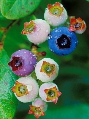 颜色诱人的蓝莓图片