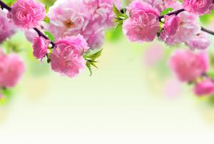 春天,桃花,树支,粉红色桃花背景图片
