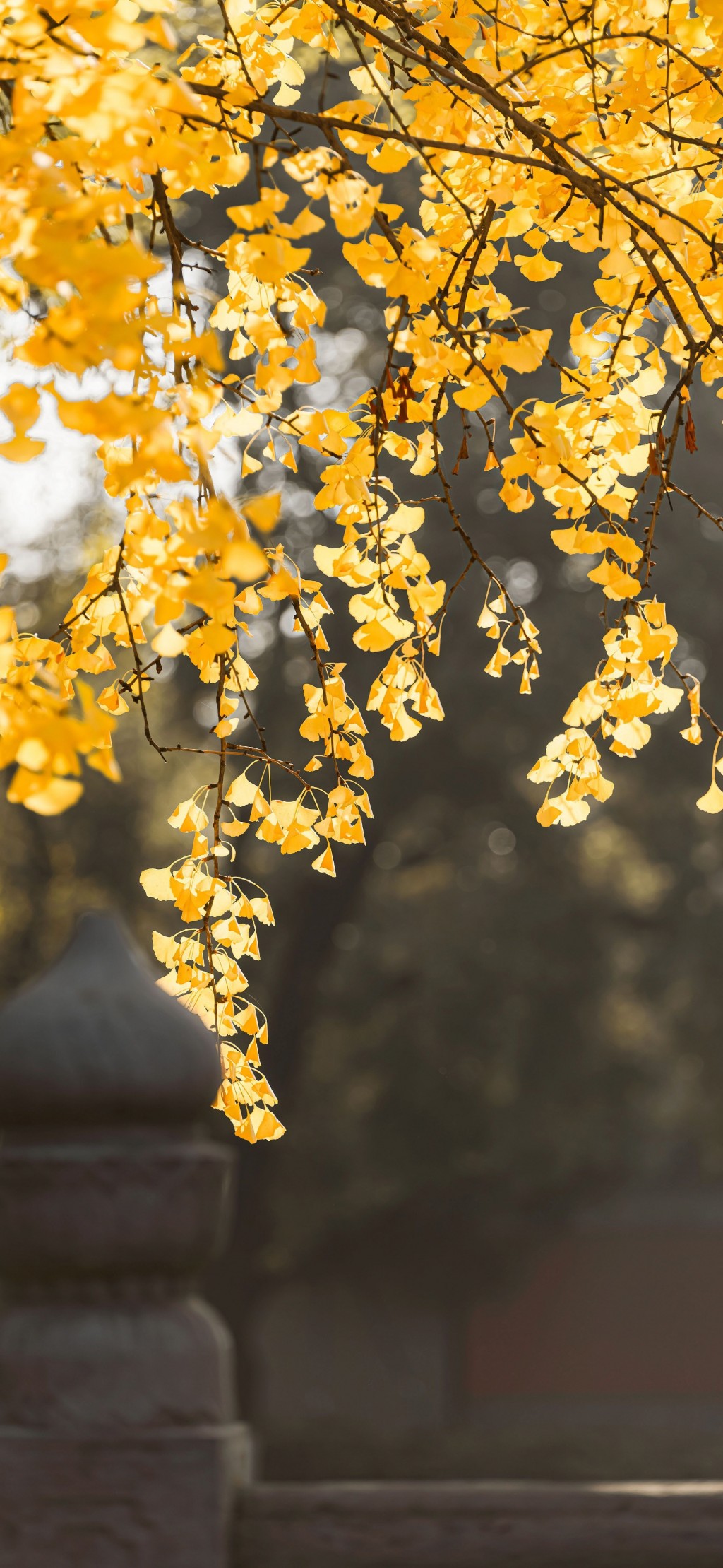冬日秋景唯美黄色银杏手机壁纸