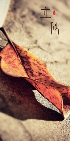 立秋壁纸之枯黄的落叶