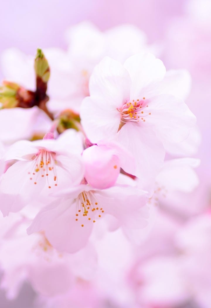 漂亮的樱花图片高清