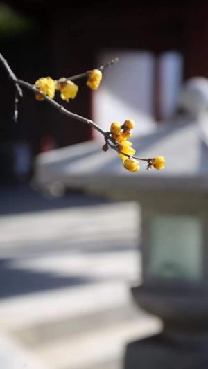 二十四节气之立春实拍花朵手机壁纸