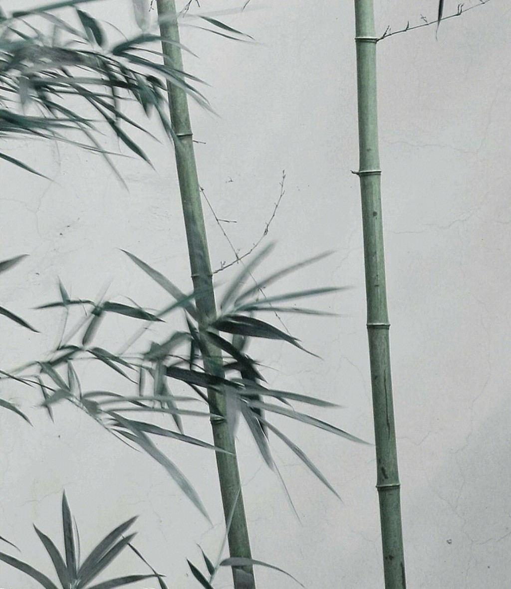 竹影斑驳意境图片