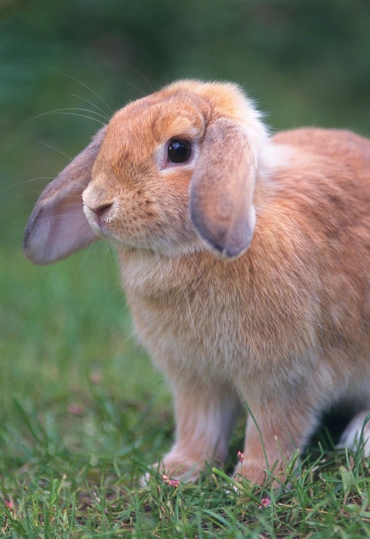 扇耳朵的兔子图片