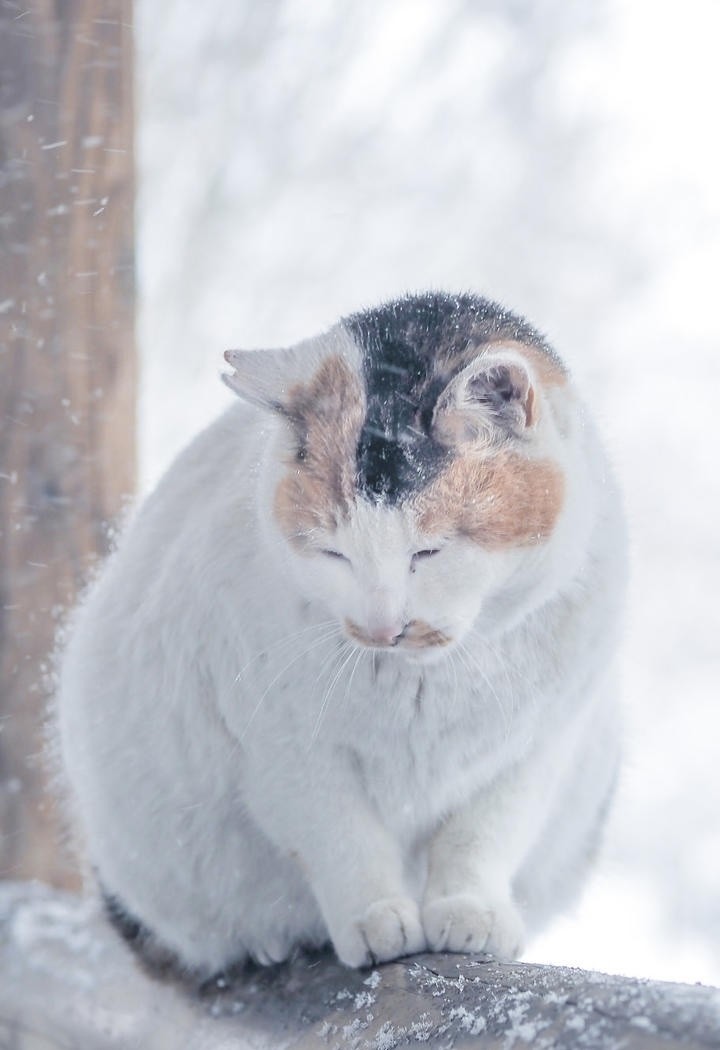 风雪中的三花流浪猫图片