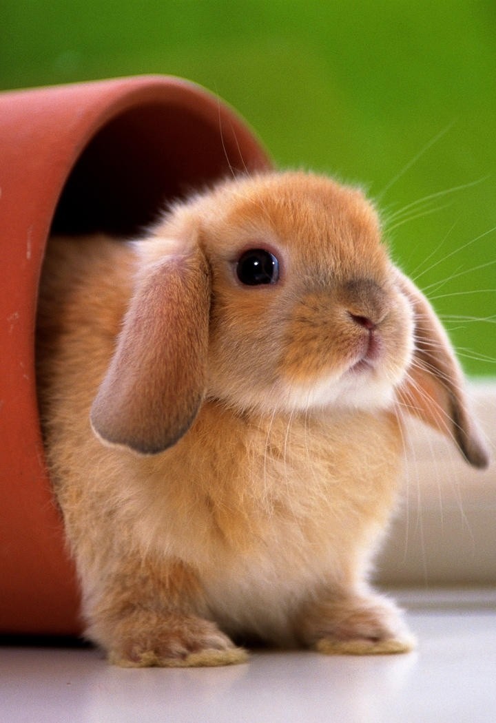 趴在地上的高清可爱小兔子图片