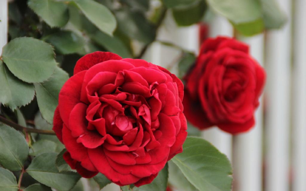 鲜艳红色唯美靓丽蔷薇花
