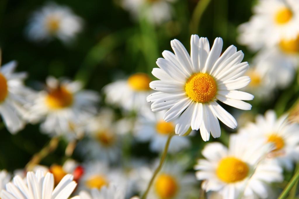 白雏菊花 鲜花 盛开 草地 壁纸
