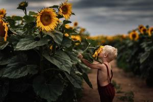农场里小男孩的向日葵