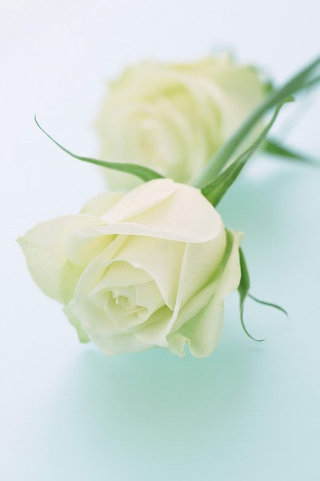 白色玫瑰花唯美图片