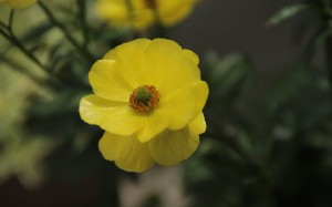 可爱黄色花卉唯美壁纸图片