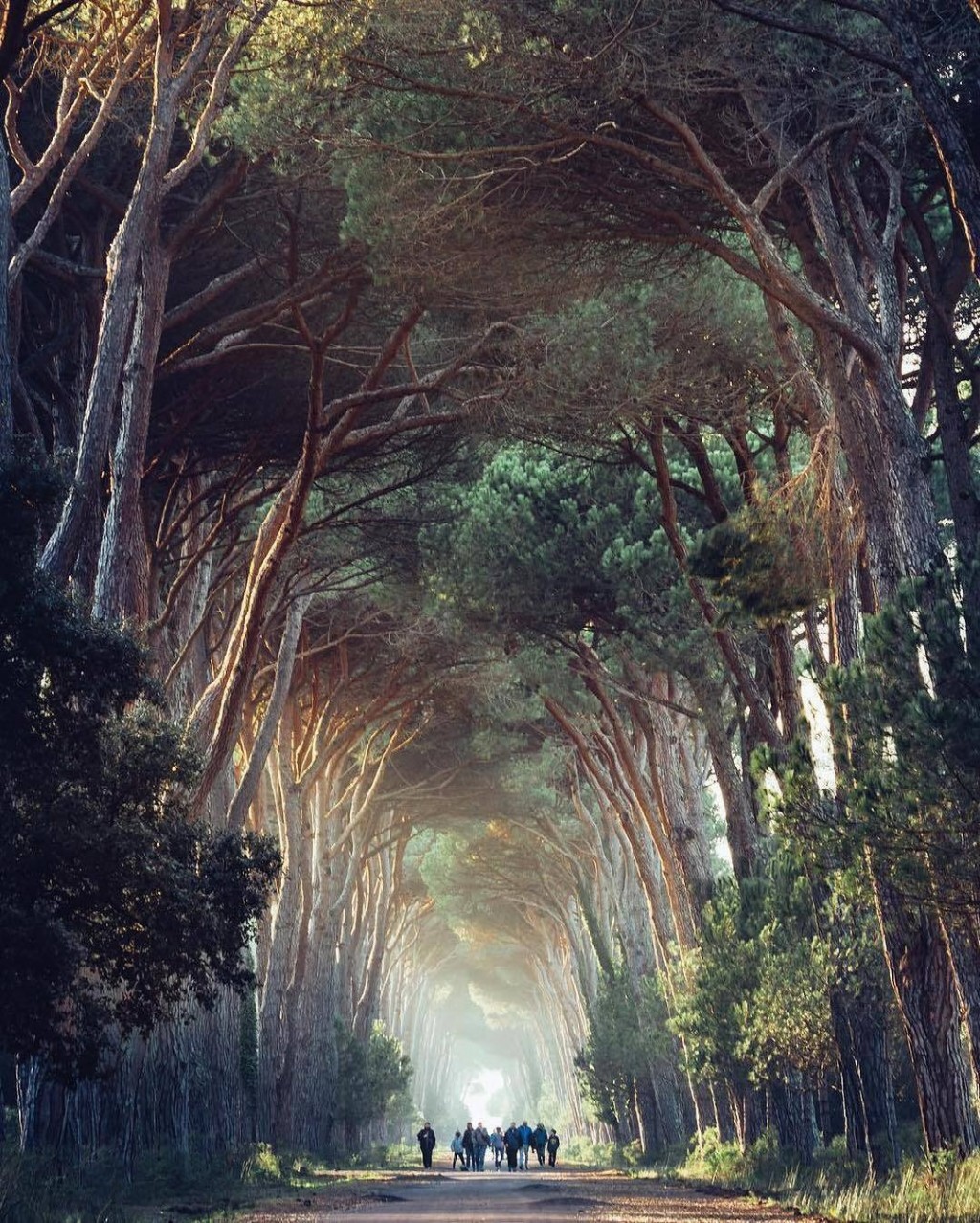 意大利比萨圣罗索尔米利亚里诺自然公园