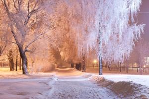 公园,雪,冬天,树木,灯光,晚上,小巷,风景摄影图片
