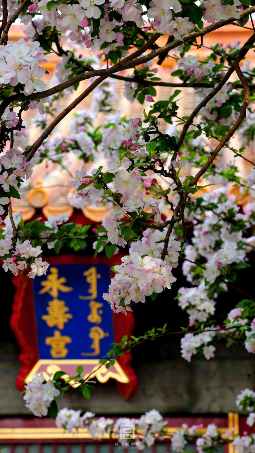 故宫博物院三月海棠花开