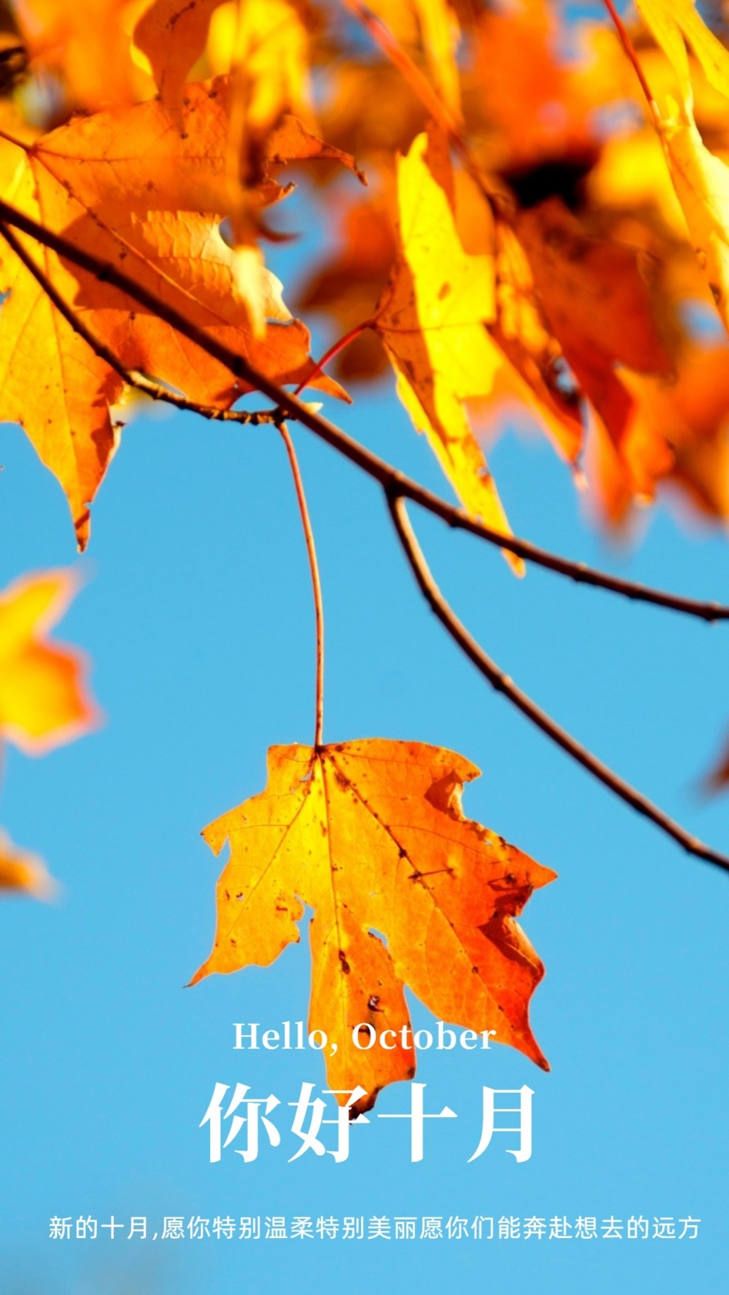 十月你好秋日彩色树叶风景手机壁纸