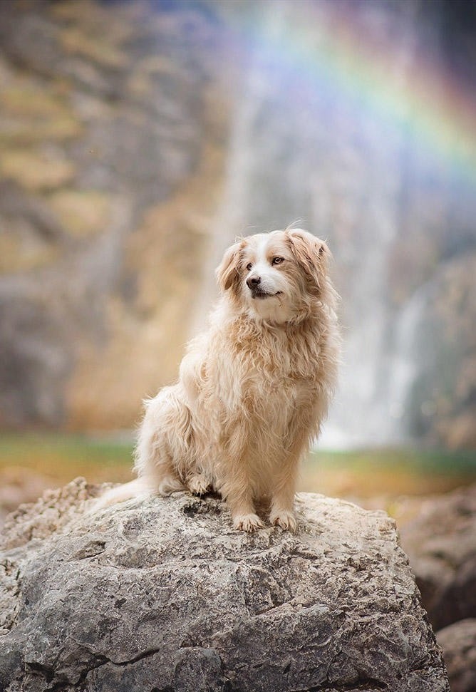 彩虹下的流浪狗图片