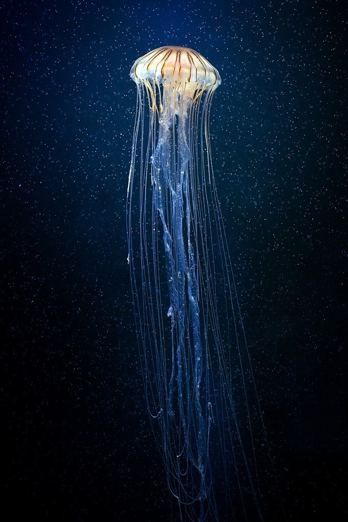 犹如动漫场景的海中水母梦幻手机壁纸