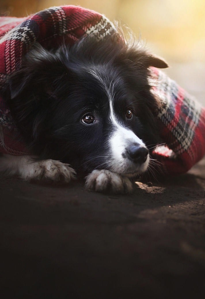披着毛毯的边牧犬图片