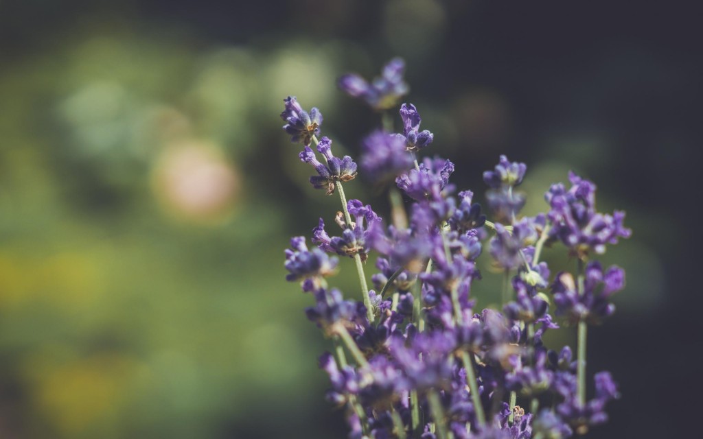 浪漫又梦幻的紫色薰衣草